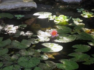 Lily Pad in Pond